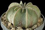 Aztekium hintonii (15 anni) Cm. 5 €  50,00